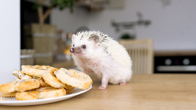 Illustration for article titled These Hedgehogs Are Fine, But Might We Suggest Some Hedgehogs For The More Discerning Visitor?